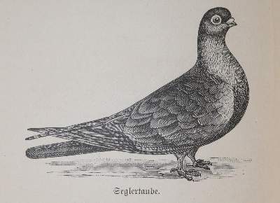 Bild Nr.1: 142-2030 Hager,A. (Hrsg.): (Zoologie, Vögel, Tauben)