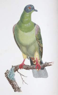 Bild Nr.1: 142-2031 Knip,A.P.J., C.J.Temminck u. F.Prevost.: (Zoologie, Vögel, Tauben)