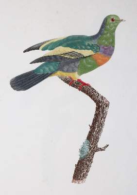 Bild Nr.3: 142-2031 Knip,A.P.J., C.J.Temminck u. F.Prevost.: (Zoologie, Vögel, Tauben)