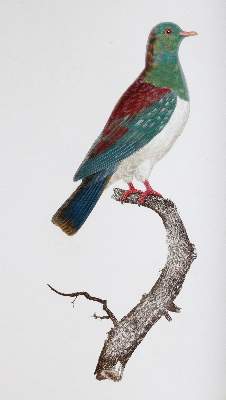 Bild Nr.4: 142-2031 Knip,A.P.J., C.J.Temminck u. F.Prevost.: (Zoologie, Vögel, Tauben)