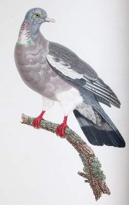 Bild Nr.5: 142-2031 Knip,A.P.J., C.J.Temminck u. F.Prevost.: (Zoologie, Vögel, Tauben)