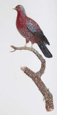 Bild Nr.6: 142-2031 Knip,A.P.J., C.J.Temminck u. F.Prevost.: (Zoologie, Vögel, Tauben)