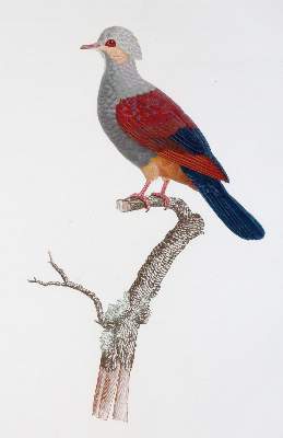 Bild Nr.7: 142-2031 Knip,A.P.J., C.J.Temminck u. F.Prevost.: (Zoologie, Vögel, Tauben)