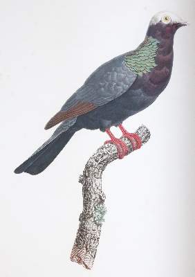 Bild Nr.8: 142-2031 Knip,A.P.J., C.J.Temminck u. F.Prevost.: (Zoologie, Vögel, Tauben)