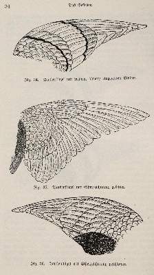 Bild Nr.3: 142-2032 Lavalle,A. u. M.Lietze.: (Zoologie, Vögel, Tauben)