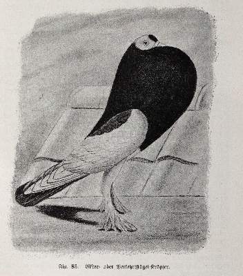 Bild Nr.4: 142-2032 Lavalle,A. u. M.Lietze.: (Zoologie, Vögel, Tauben)