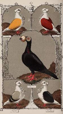Bild Nr.2: 142-2034 Ludlow,J.W.: (Zoologie, Vögel, Tauben)