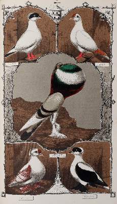 Bild Nr.4: 142-2034 Ludlow,J.W.: (Zoologie, Vögel, Tauben)