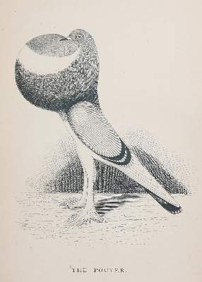 Bild Nr.1: 142-2036 Lyell,J.C.: (Zoologie, Vögel, Tauben)