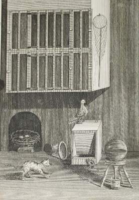 Bild Nr.1: 142-2037 (Moore,J.).: (Zoologie, Vögel, Tauben)
