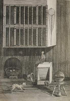 Bild Nr.1: 142-2038 (Moore,J.).: (Zoologie, Vögel, Tauben)