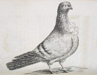 Bild Nr.2: 142-2038 (Moore,J.).: (Zoologie, Vögel, Tauben)