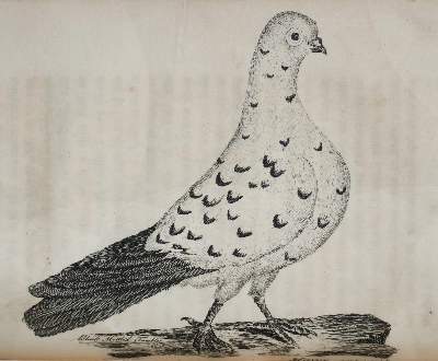 Bild Nr.3: 142-2038 (Moore,J.).: (Zoologie, Vögel, Tauben)