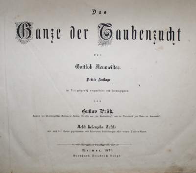 Bild Nr.1: 142-2039 Neumeister,G.: (Zoologie, Vögel, Tauben)