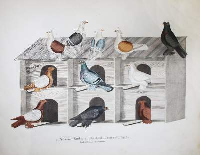 Bild Nr.2: 142-2039 Neumeister,G.: (Zoologie, Vögel, Tauben)