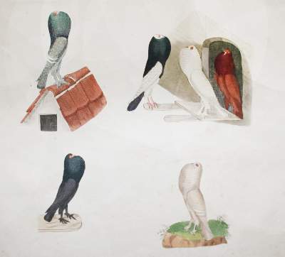 Bild Nr.3: 142-2040 Neumeister,G.: (Zoologie, Vögel, Tauben)