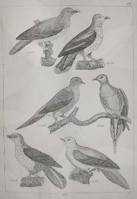 Bild Nr.1: 142-2042 Reichenbach,H.G.L.: (Zoologie, Vögel, Tauben)