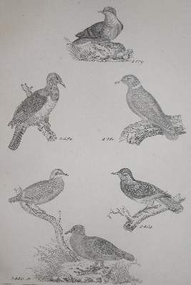 Bild Nr.2: 142-2042 Reichenbach,H.G.L.: (Zoologie, Vögel, Tauben)