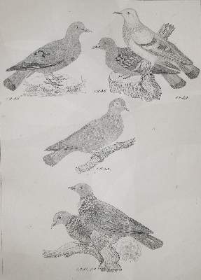 Bild Nr.3: 142-2042 Reichenbach,H.G.L.: (Zoologie, Vögel, Tauben)
