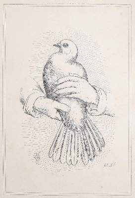 Bild Nr.1: 142-2045 Ruß,K.: (Zoologie, Vögel, Tauben)