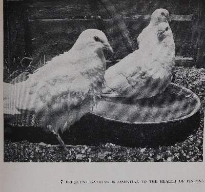 Bild Nr.1: 142-2047 Sammlung: (Zoologie, Vögel, Tauben)