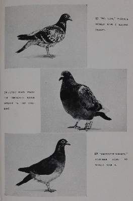 Bild Nr.2: 142-2047 Sammlung: (Zoologie, Vögel, Tauben)