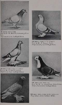 Bild Nr.3: 142-2047 Sammlung: (Zoologie, Vögel, Tauben)