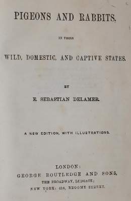 Bild Nr.1: 142-2049 Sammlung: (Zoologie, Vögel, Tauben)