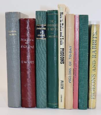 Bild Nr.3: 142-2049 Sammlung: (Zoologie, Vögel, Tauben)