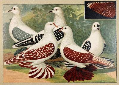 Bild Nr.5: 142-2050 Sammlung: (Zoologie, Vögel, Tauben)