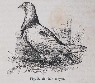 Bild Nr.2: 142-2051 Sammlung: (Zoologie, Vögel, Tauben)