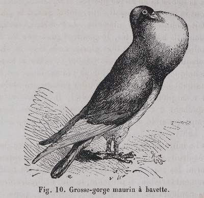 Bild Nr.3: 142-2051 Sammlung: (Zoologie, Vögel, Tauben)