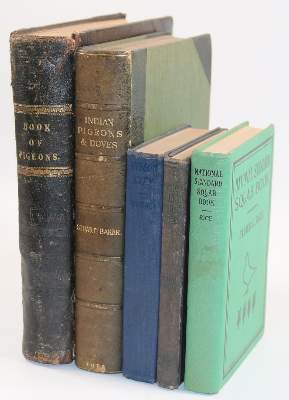 Bild Nr.2: 142-2052 Sammlung: (Zoologie, Vögel, Tauben)