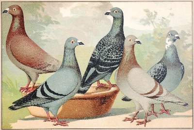 Bild Nr.1: 142-2053 Schachtzabel,E.: (Zoologie, Vögel, Tauben)