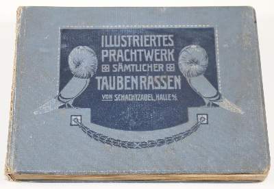 Bild Nr.2: 142-2053 Schachtzabel,E.: (Zoologie, Vögel, Tauben)
