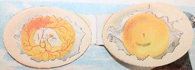 Bild Nr.3: 142-2055 Schleyer,A.: (Zoologie, Vögel, Tauben)