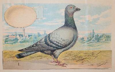 Bild Nr.2: 142-2056 Schleyer,A.: (Zoologie, Vögel, Tauben)