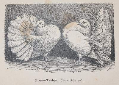 Bild Nr.2: 142-2057 Schmidt,C.G.: (Zoologie, Vögel, Tauben)
