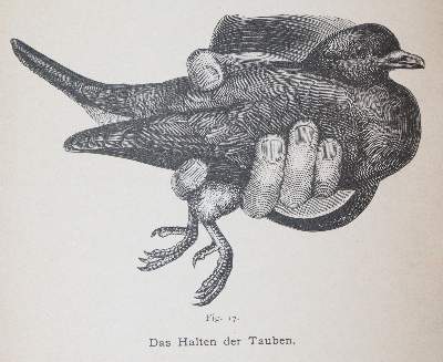 Bild Nr.3: 142-2057 Schmidt,C.G.: (Zoologie, Vögel, Tauben)