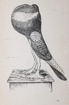 Bild Nr.4: 142-2057 Schmidt,C.G.: (Zoologie, Vögel, Tauben)