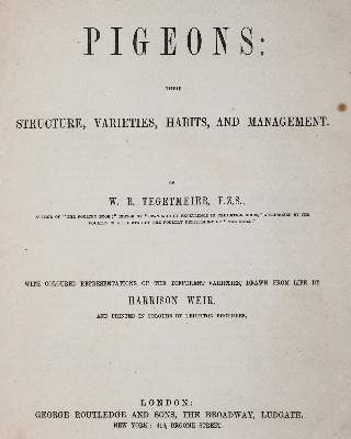 Bild Nr.1: 142-2059 Tegetmeier,W.B.: (Zoologie, Vögel, Tauben)