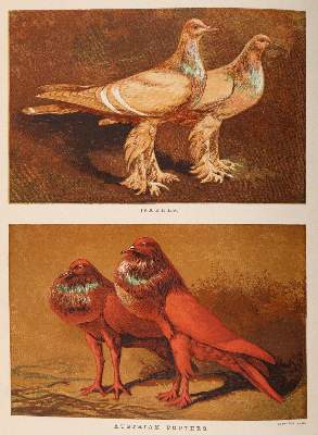 Bild Nr.3: 142-2059 Tegetmeier,W.B.: (Zoologie, Vögel, Tauben)