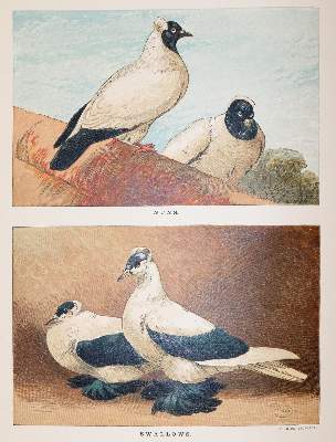Bild Nr.4: 142-2059 Tegetmeier,W.B.: (Zoologie, Vögel, Tauben)
