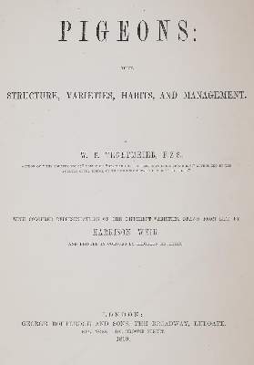 Bild Nr.2: 142-2060 Tegetmeier,W.B.: (Zoologie, Vögel, Tauben)
