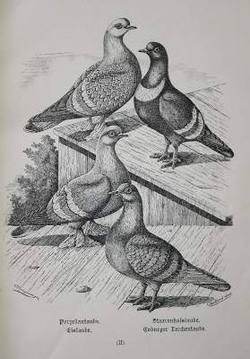 Bild Nr.1: 142-2061 Treitschke,F.: (Zoologie, Vögel, Tauben)