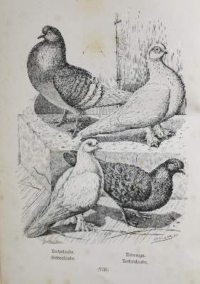 Bild Nr.2: 142-2061 Treitschke,F.: (Zoologie, Vögel, Tauben)