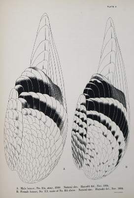 Bild Nr.1: 142-2062 Whithman,Ch.O.: (Zoologie, Vögel, Tauben)