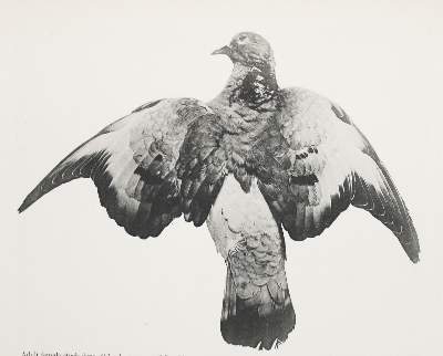 Bild Nr.2: 142-2062 Whithman,Ch.O.: (Zoologie, Vögel, Tauben)