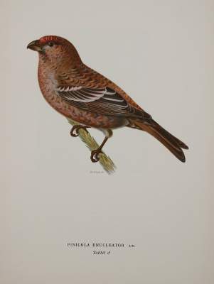 Bild Nr.1: 142-2063 Wright,M.W. u. F.: (Zoologie, Vögel)