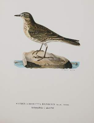 Bild Nr.2: 142-2063 Wright,M.W. u. F.: (Zoologie, Vögel)
